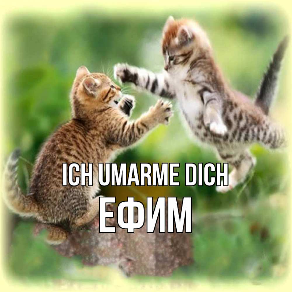 Открытка на каждый день с именем, Ефим Ich umarme dich игры котят Прикольная открытка с пожеланием онлайн скачать бесплатно 