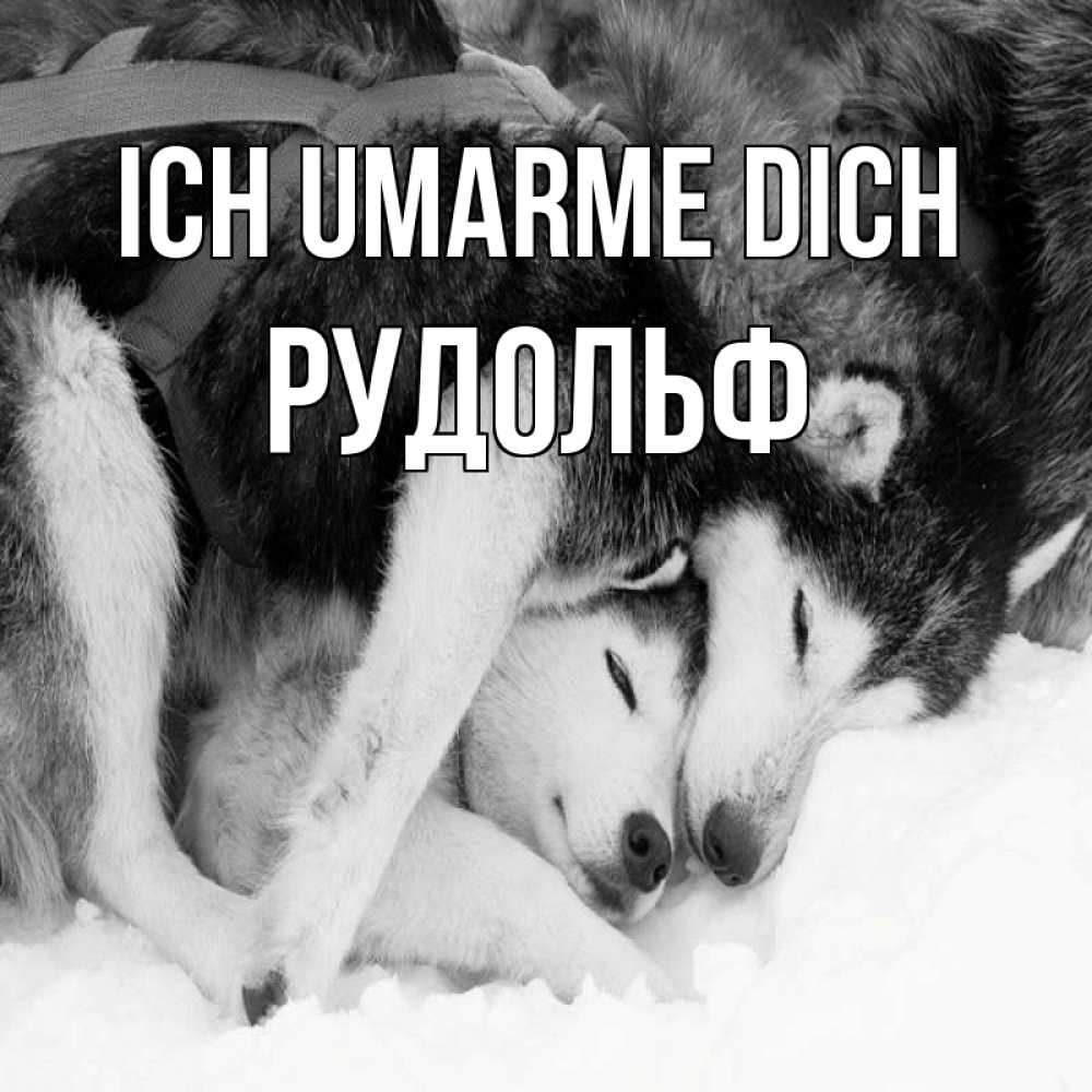 Открытка на каждый день с именем, Рудольф Ich umarme dich собачки в упряжке Прикольная открытка с пожеланием онлайн скачать бесплатно 