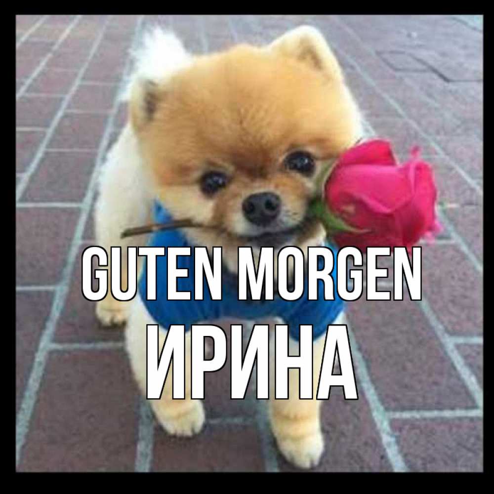 Открытка на каждый день с именем, Ирина Guten Morgen роза в зубах Прикольная открытка с пожеланием онлайн скачать бесплатно 