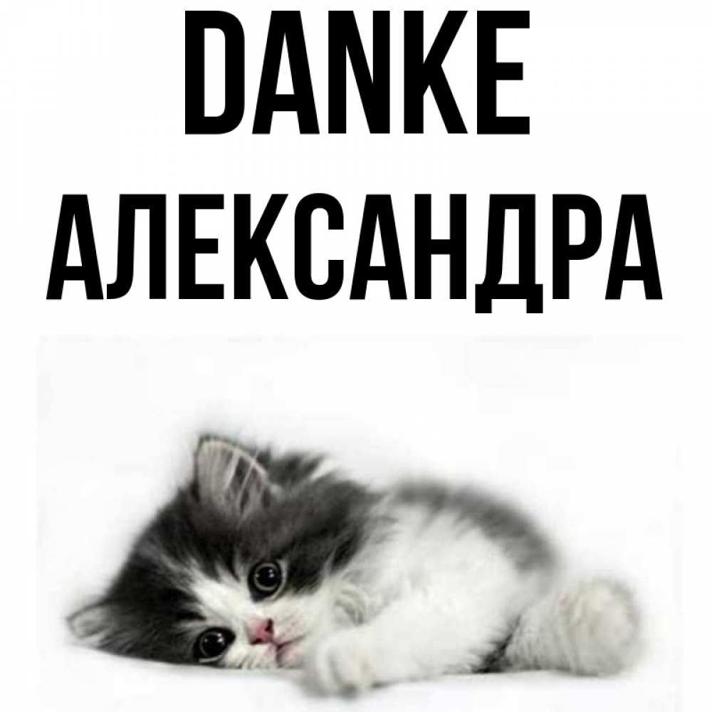 Открытка на каждый день с именем, Александра Danke черный и белый кот Прикольная открытка с пожеланием онлайн скачать бесплатно 