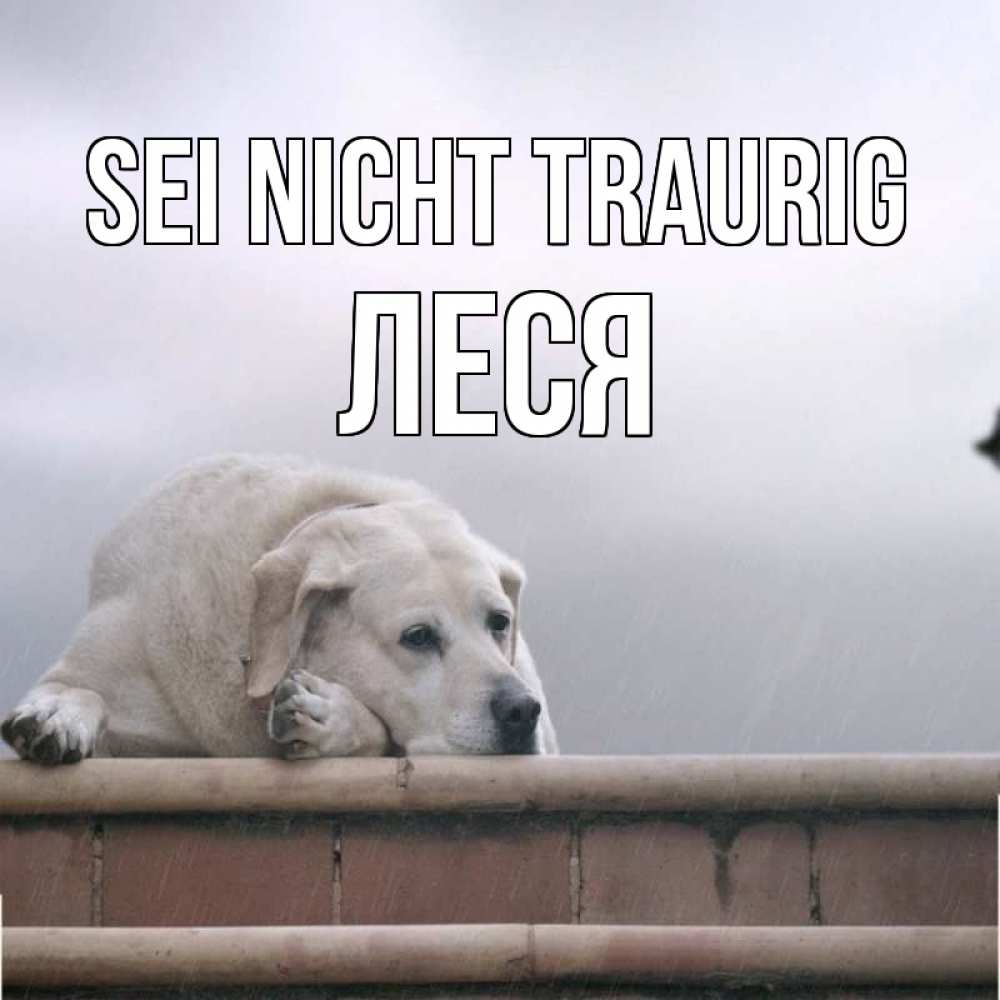 Открытка на каждый день с именем, Леся Sei nicht traurig белый пес 1 Прикольная открытка с пожеланием онлайн скачать бесплатно 