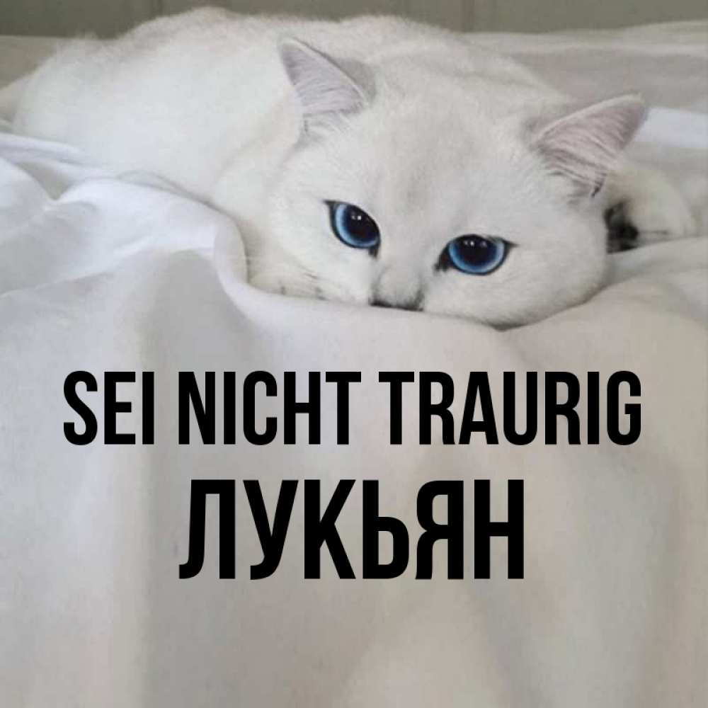 Открытка на каждый день с именем, Лукьян Sei nicht traurig Голубоглазая кошка Прикольная открытка с пожеланием онлайн скачать бесплатно 