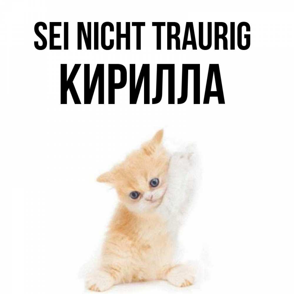 Открытка на каждый день с именем, Кирилла Sei nicht traurig просящий кот Прикольная открытка с пожеланием онлайн скачать бесплатно 