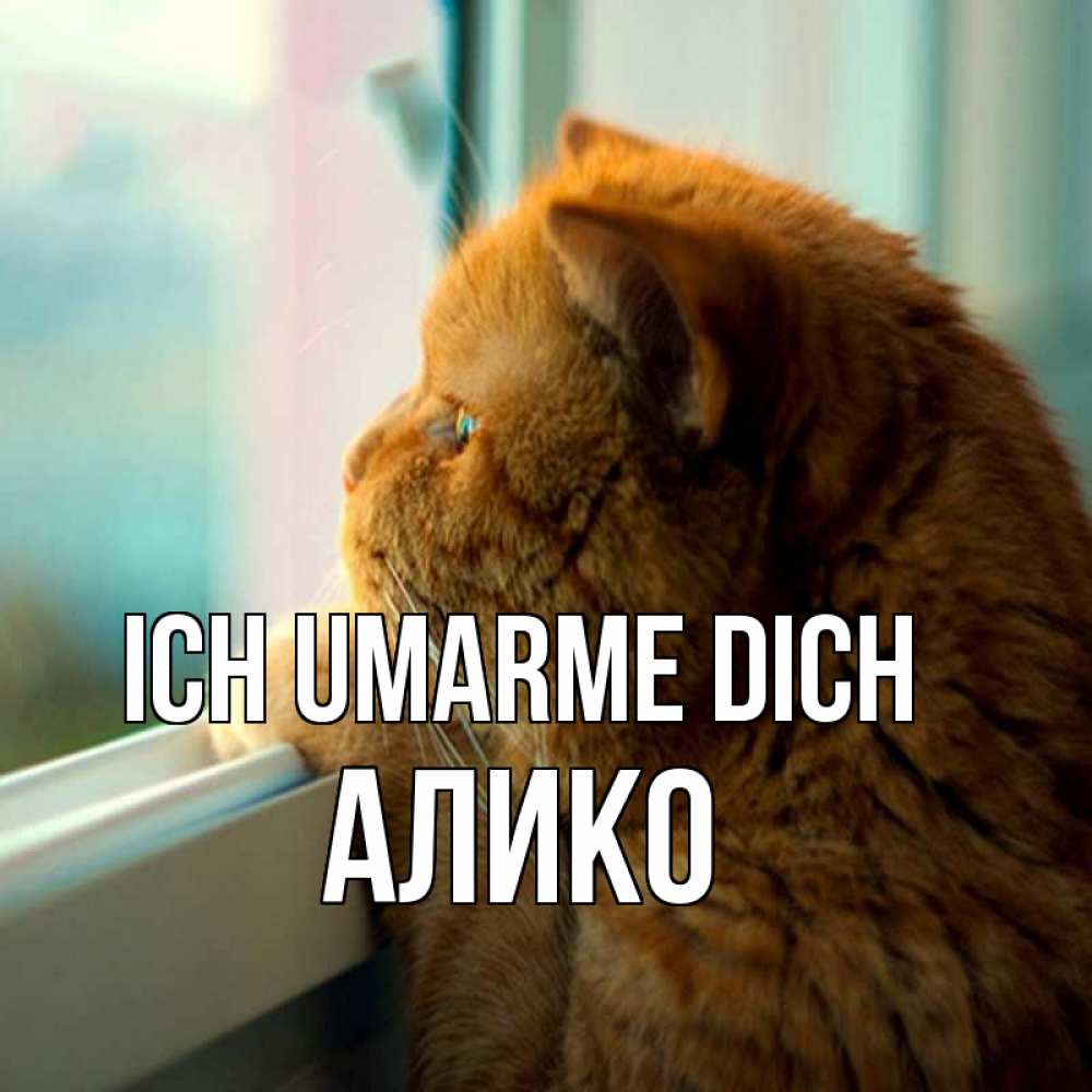 Открытка на каждый день с именем, Алико Ich umarme dich большой огромный рыжий котяра Прикольная открытка с пожеланием онлайн скачать бесплатно 