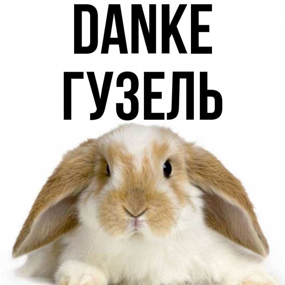 Открытка на каждый день с именем, Гузель Danke коричнево белый заяц Прикольная открытка с пожеланием онлайн скачать бесплатно 