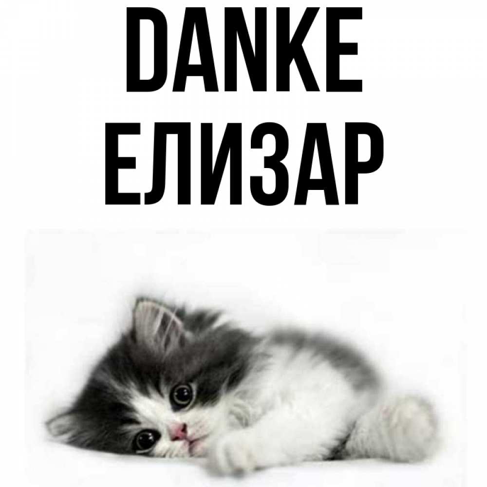 Открытка на каждый день с именем, Елизар Danke черный и белый кот Прикольная открытка с пожеланием онлайн скачать бесплатно 