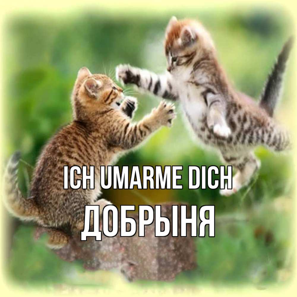 Открытка на каждый день с именем, Добрыня Ich umarme dich игры котят Прикольная открытка с пожеланием онлайн скачать бесплатно 