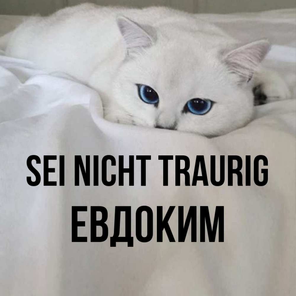 Открытка на каждый день с именем, Евдоким Sei nicht traurig Голубоглазая кошка Прикольная открытка с пожеланием онлайн скачать бесплатно 