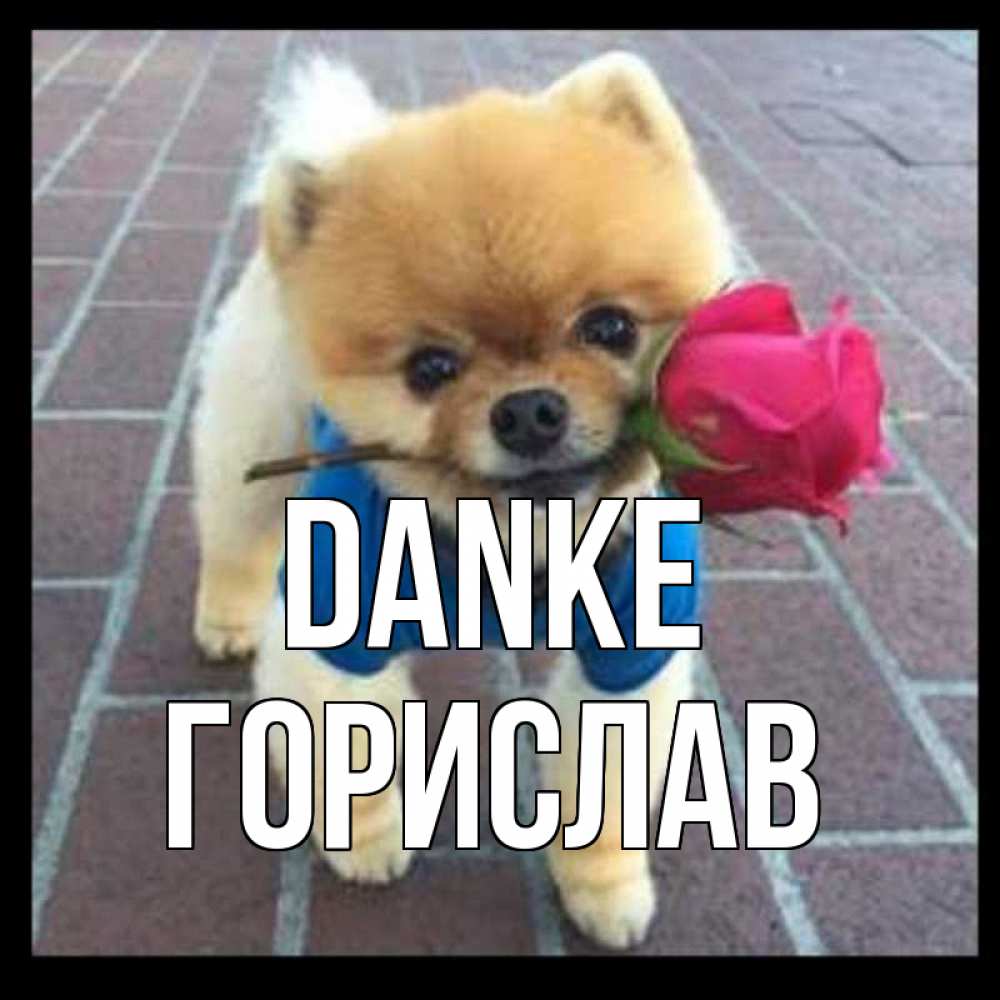 Открытка на каждый день с именем, Горислав Danke спасибо и дарю тебе цветок Прикольная открытка с пожеланием онлайн скачать бесплатно 
