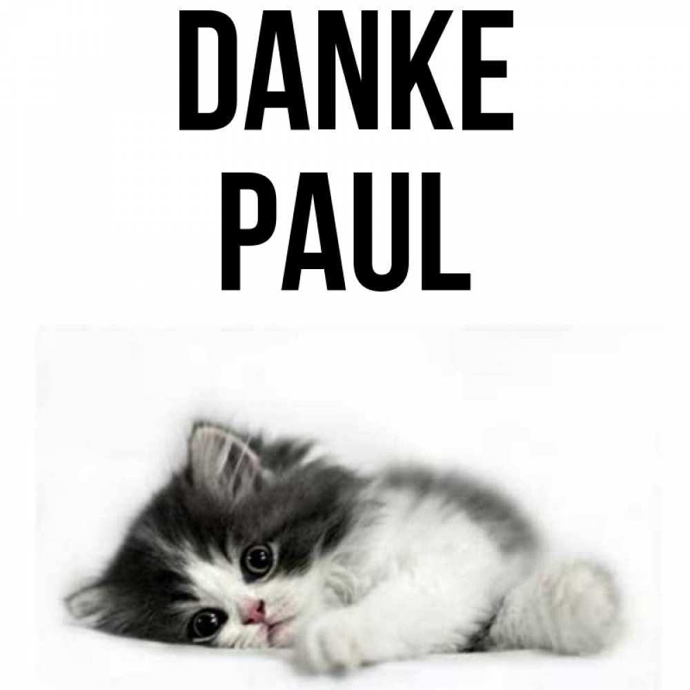 Открытка на каждый день с именем, Paul Danke черный и белый кот Прикольная открытка с пожеланием онлайн скачать бесплатно 