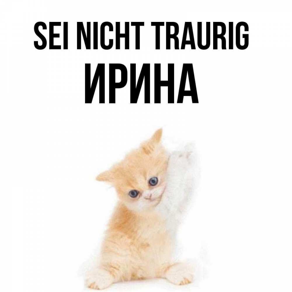 Открытка на каждый день с именем, Ирина Sei nicht traurig просящий кот Прикольная открытка с пожеланием онлайн скачать бесплатно 