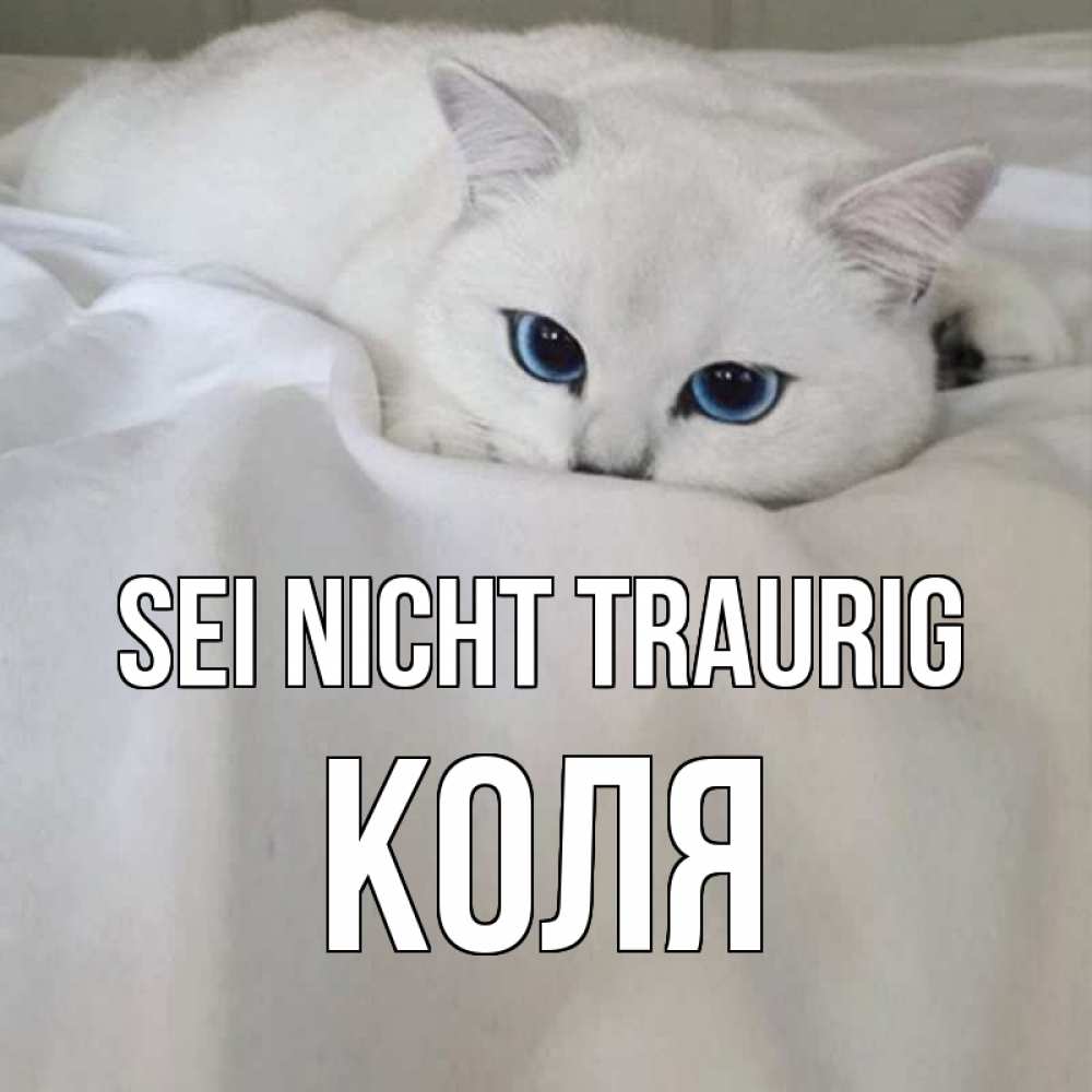 Открытка на каждый день с именем, Коля Sei nicht traurig белый кот с голубыми глазами на белоснежной кровати Прикольная открытка с пожеланием онлайн скачать бесплатно 