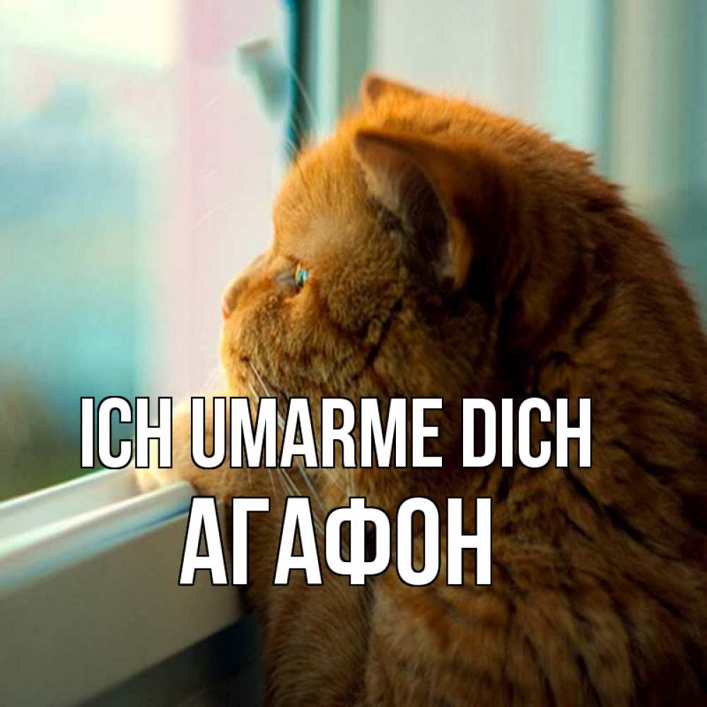Открытка на каждый день с именем, Агафон Ich umarme dich большой огромный рыжий котяра Прикольная открытка с пожеланием онлайн скачать бесплатно 