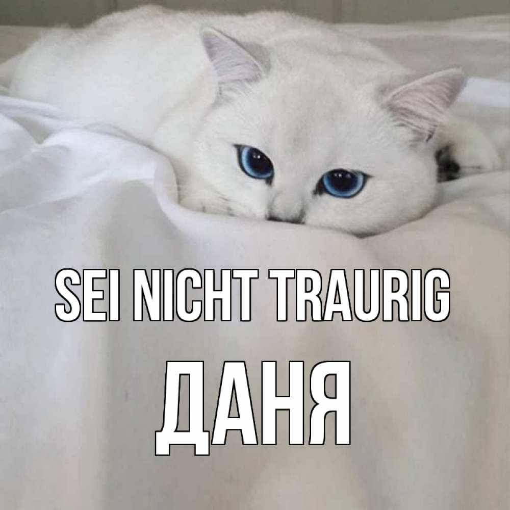 Открытка на каждый день с именем, Даня Sei nicht traurig белый кот с голубыми глазами на белоснежной кровати Прикольная открытка с пожеланием онлайн скачать бесплатно 