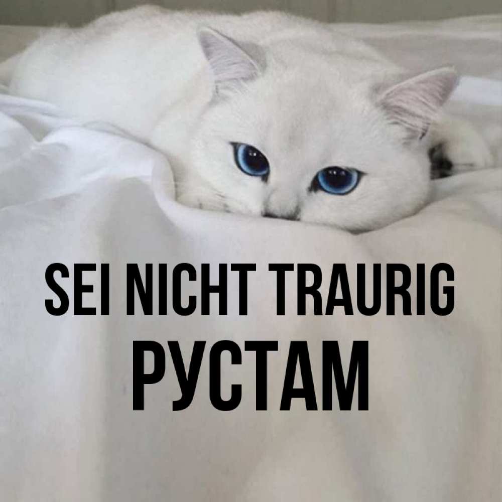 Открытка на каждый день с именем, Рустам Sei nicht traurig Голубоглазая кошка Прикольная открытка с пожеланием онлайн скачать бесплатно 