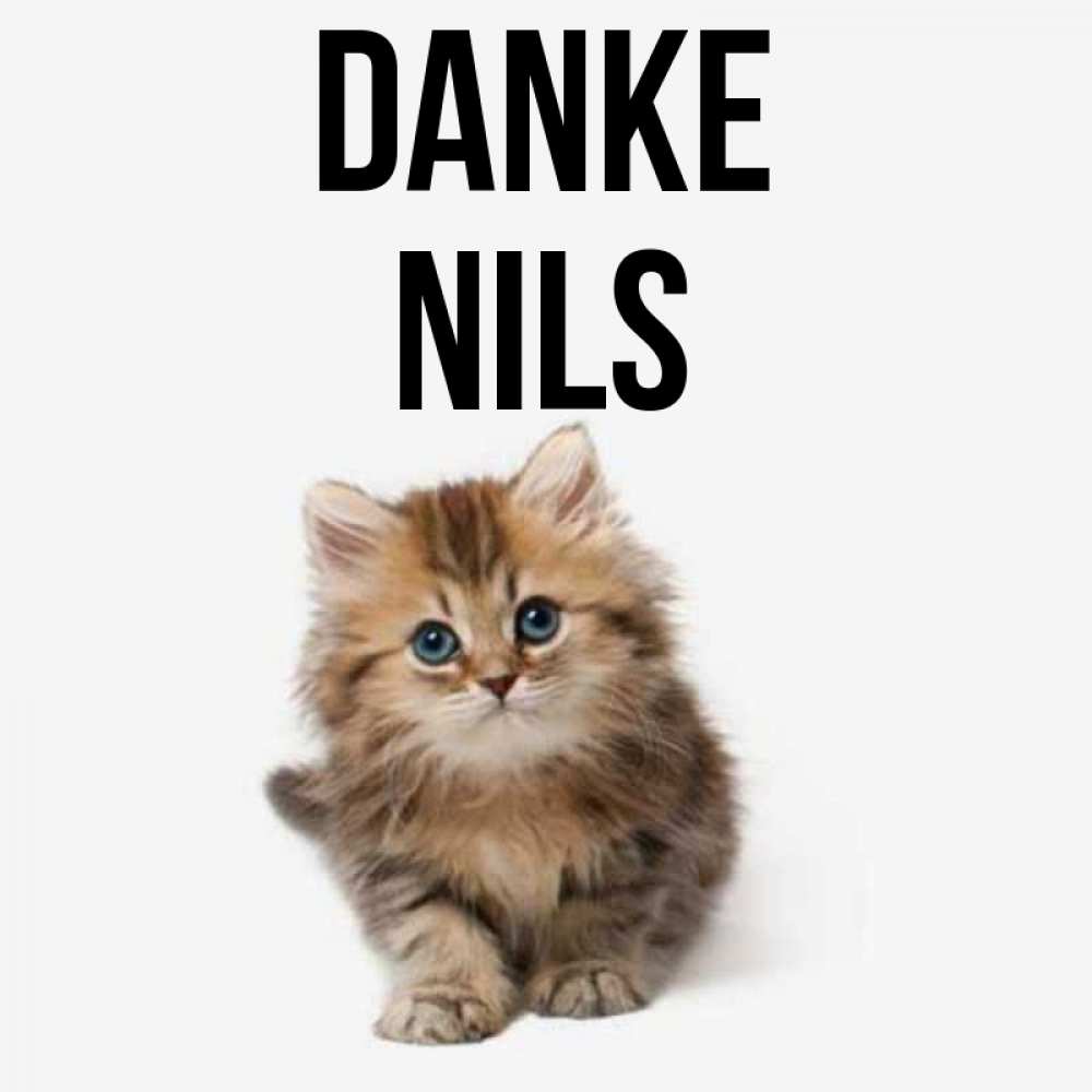 Открытка на каждый день с именем, Nils Danke пушистый котик Прикольная открытка с пожеланием онлайн скачать бесплатно 