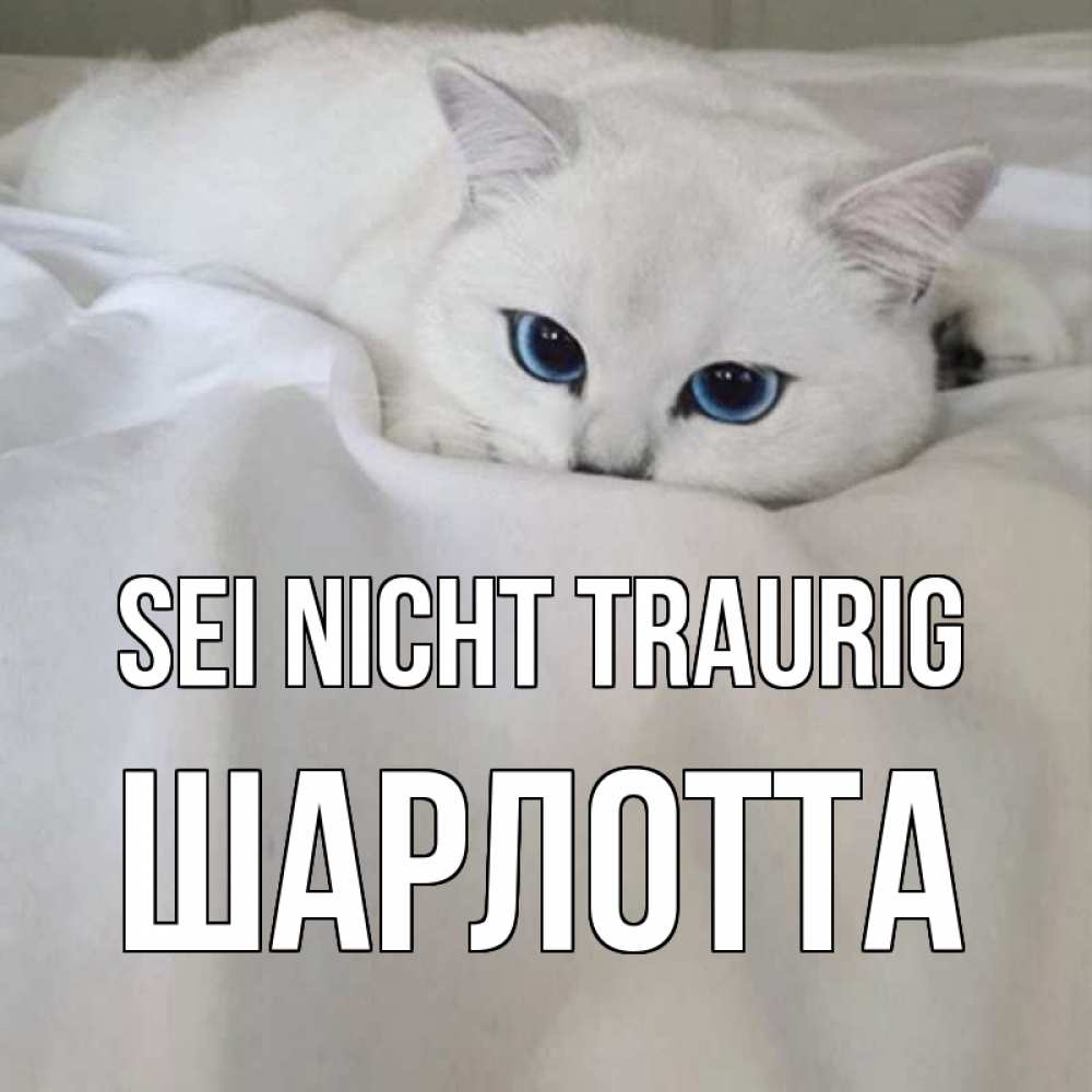 Открытка на каждый день с именем, Шарлотта Sei nicht traurig белый кот с голубыми глазами на белоснежной кровати Прикольная открытка с пожеланием онлайн скачать бесплатно 