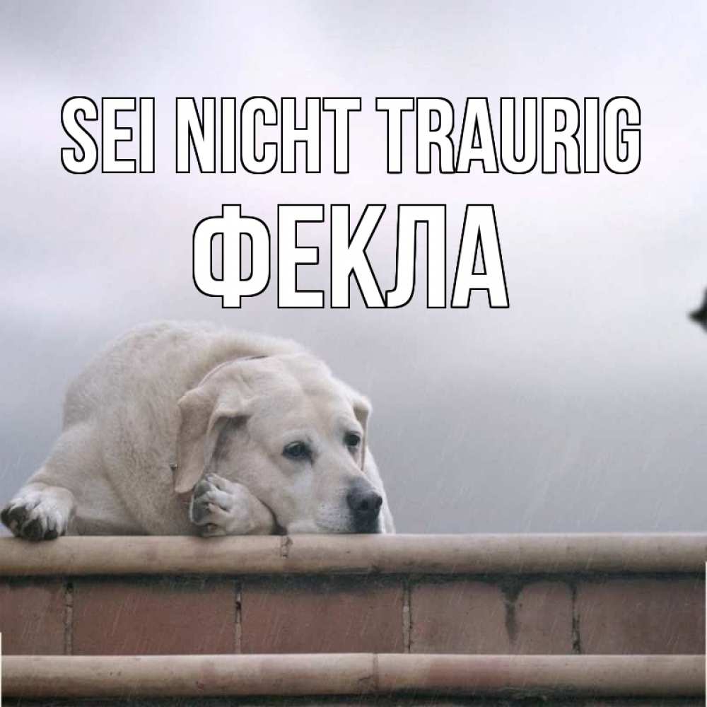 Открытка на каждый день с именем, Фекла Sei nicht traurig белый пес 1 Прикольная открытка с пожеланием онлайн скачать бесплатно 