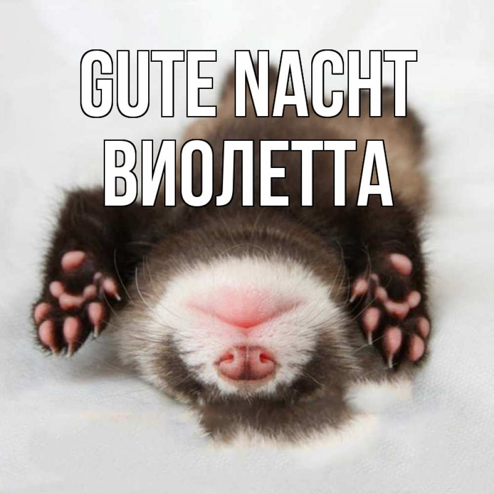 Открытка на каждый день с именем, Виолетта Gute Nacht зверек Прикольная открытка с пожеланием онлайн скачать бесплатно 