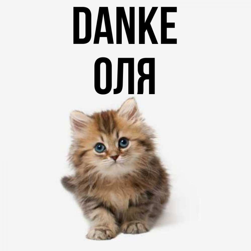 Открытка на каждый день с именем, Оля Danke пушистый котик Прикольная открытка с пожеланием онлайн скачать бесплатно 