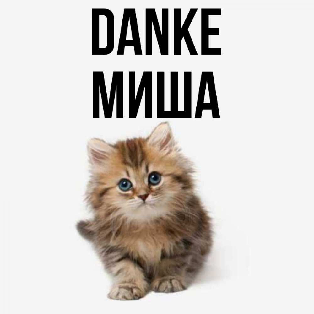 Открытка на каждый день с именем, Миша Danke пушистый котик Прикольная открытка с пожеланием онлайн скачать бесплатно 