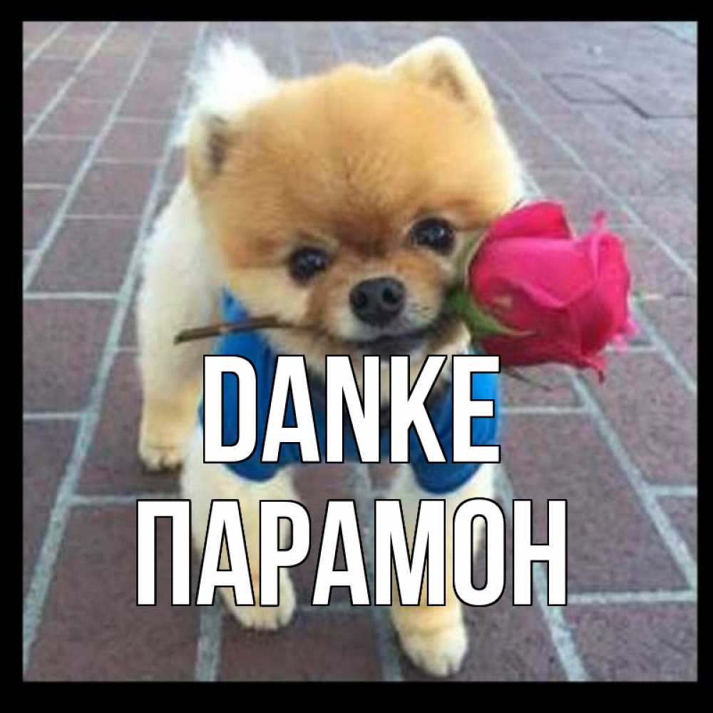 Открытка на каждый день с именем, Парамон Danke спасибо и дарю тебе цветок Прикольная открытка с пожеланием онлайн скачать бесплатно 