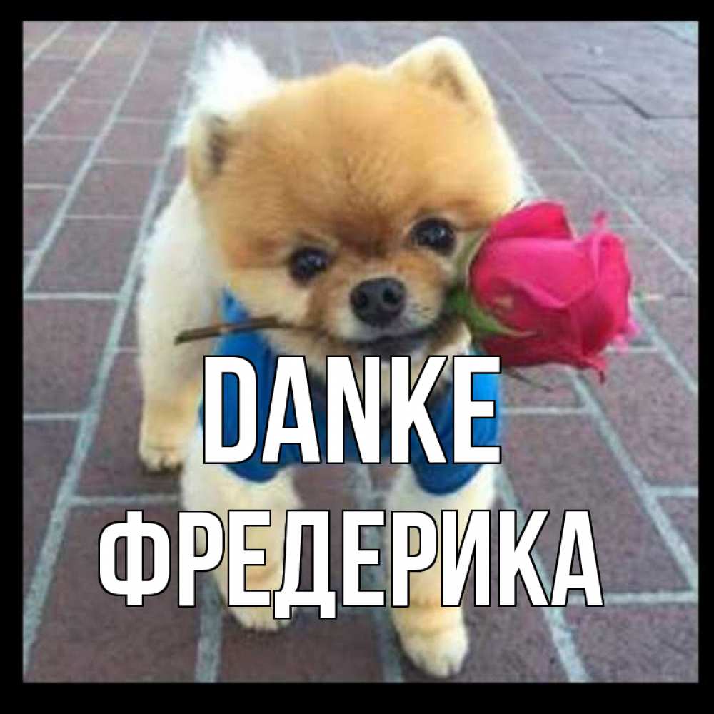 Открытка на каждый день с именем, Фредерика Danke спасибо и дарю тебе цветок Прикольная открытка с пожеланием онлайн скачать бесплатно 