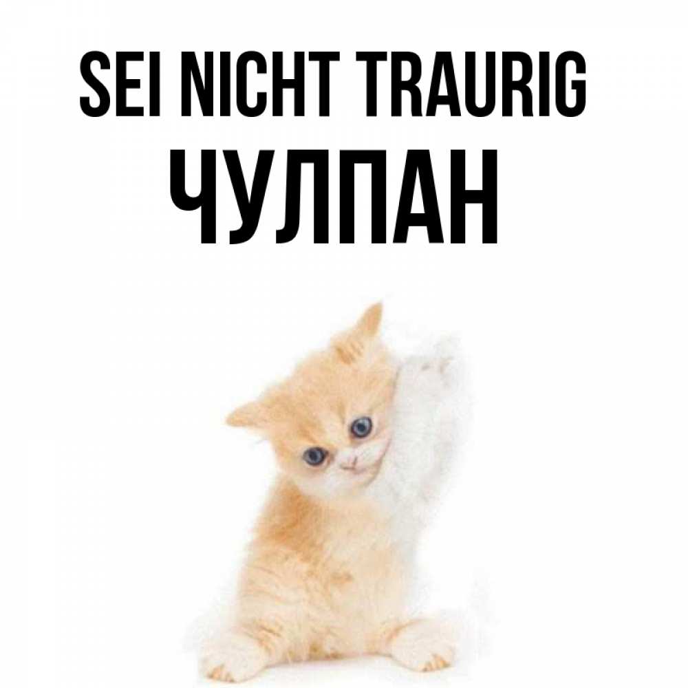 Открытка на каждый день с именем, Чулпан Sei nicht traurig просящий кот Прикольная открытка с пожеланием онлайн скачать бесплатно 