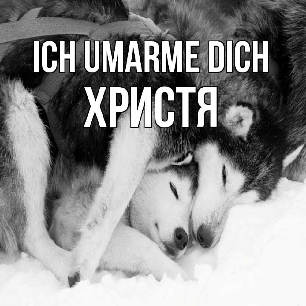 Открытка на каждый день с именем, Христя Ich umarme dich собачки в упряжке Прикольная открытка с пожеланием онлайн скачать бесплатно 
