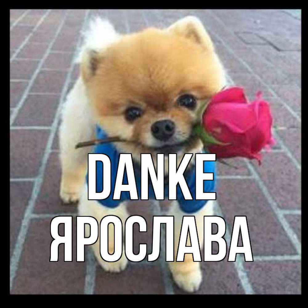 Открытка на каждый день с именем, Ярослава Danke спасибо и дарю тебе цветок Прикольная открытка с пожеланием онлайн скачать бесплатно 