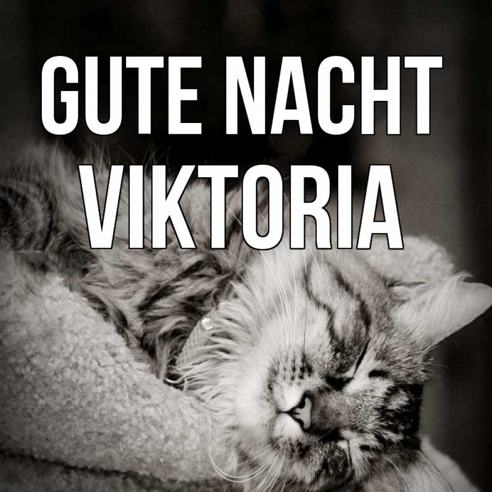 Открытка на каждый день с именем, Viktoria Gute Nacht котярик пушистый Прикольная открытка с пожеланием онлайн скачать бесплатно 
