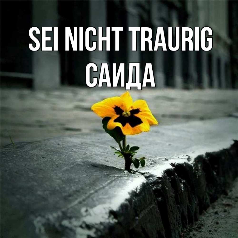 Открытка на каждый день с именем, Саида Sei nicht traurig не сдавайся Прикольная открытка с пожеланием онлайн скачать бесплатно 