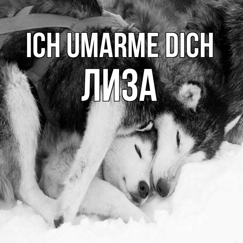 Открытка на каждый день с именем, Лиза Ich umarme dich собачки в упряжке Прикольная открытка с пожеланием онлайн скачать бесплатно 