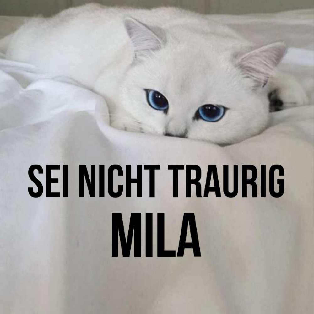 Открытка на каждый день с именем, Mila Sei nicht traurig Голубоглазая кошка Прикольная открытка с пожеланием онлайн скачать бесплатно 