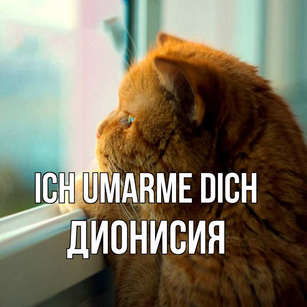 Открытка на каждый день с именем, Дионисия Ich umarme dich большой огромный рыжий котяра Прикольная открытка с пожеланием онлайн скачать бесплатно 