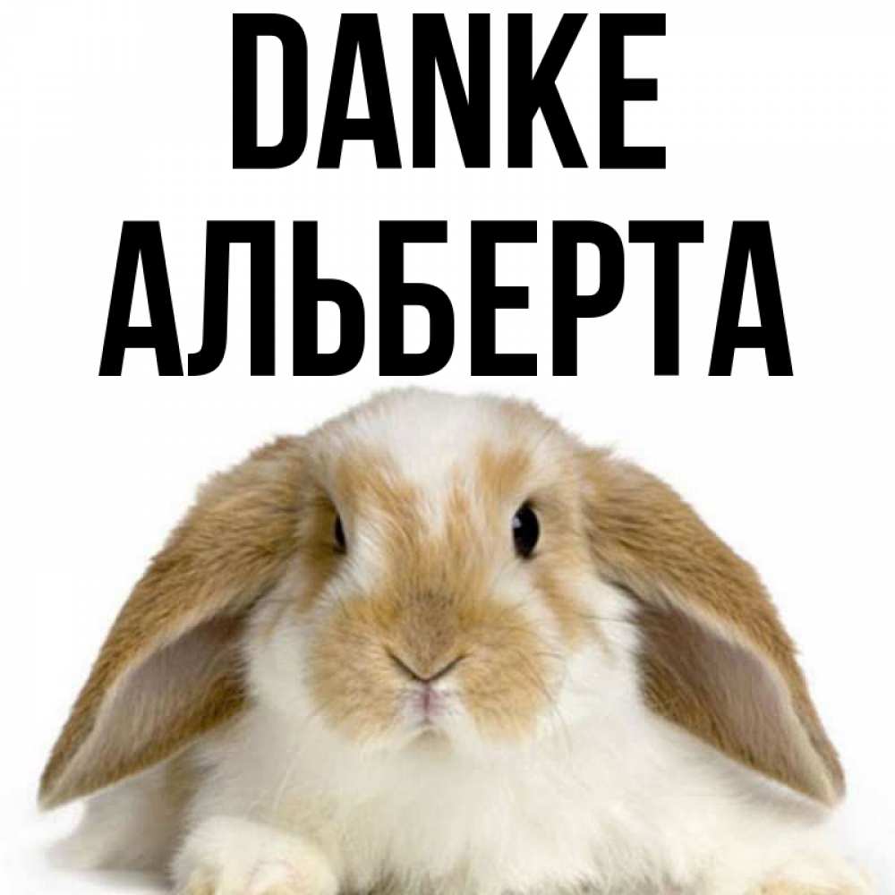 Открытка на каждый день с именем, Альберта Danke коричнево белый заяц Прикольная открытка с пожеланием онлайн скачать бесплатно 