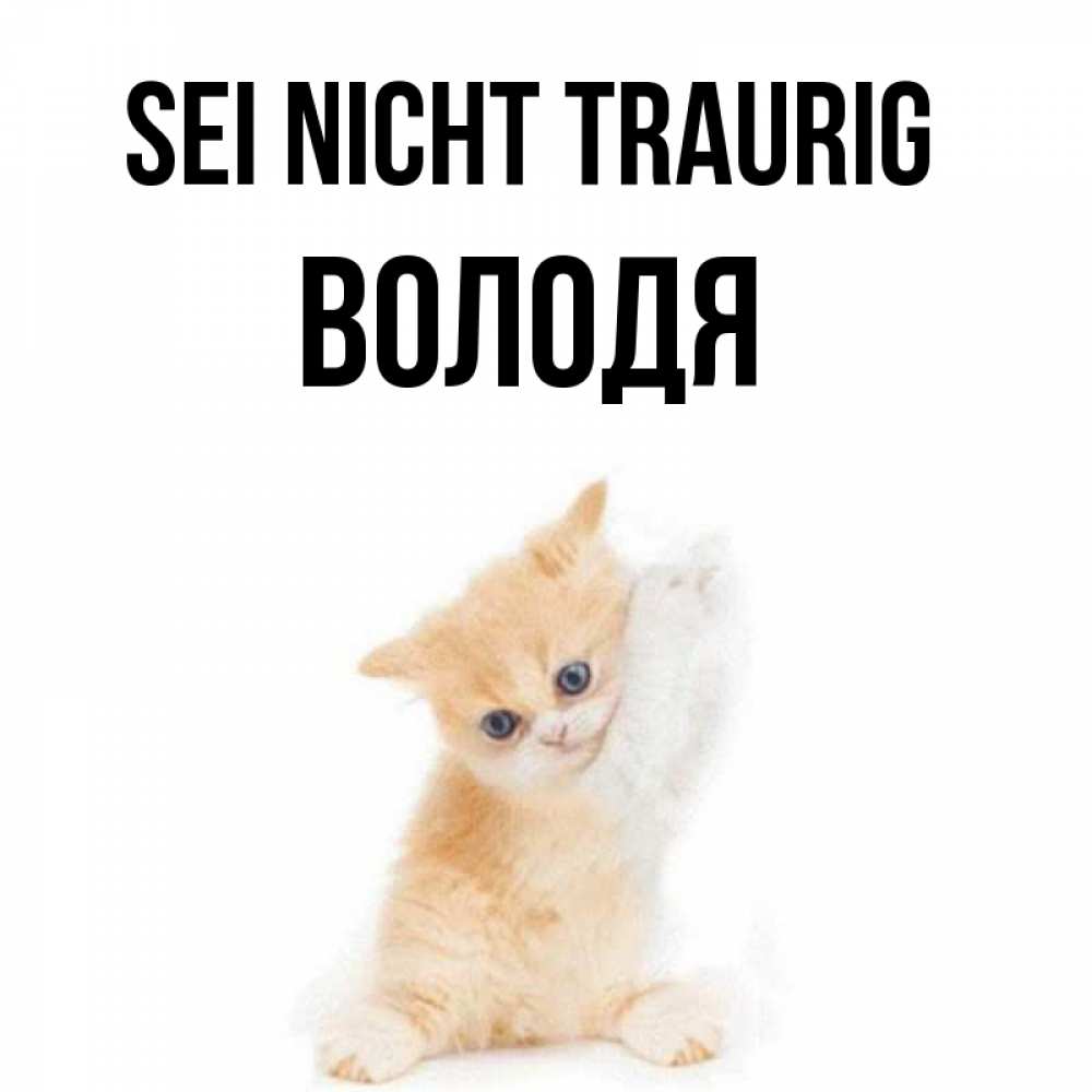 Открытка на каждый день с именем, Володя Sei nicht traurig просящий кот Прикольная открытка с пожеланием онлайн скачать бесплатно 