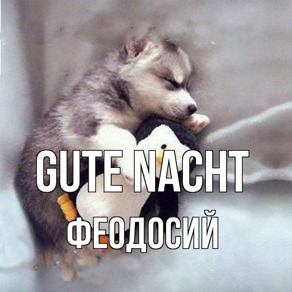 Открытка на каждый день с именем, Феодосий Gute Nacht обнимашки щенка и пингвина Прикольная открытка с пожеланием онлайн скачать бесплатно 