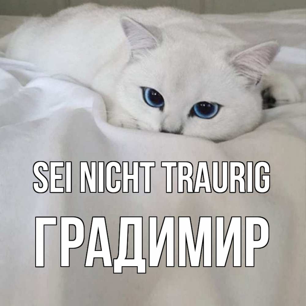 Открытка на каждый день с именем, Градимир Sei nicht traurig белый кот с голубыми глазами на белоснежной кровати Прикольная открытка с пожеланием онлайн скачать бесплатно 