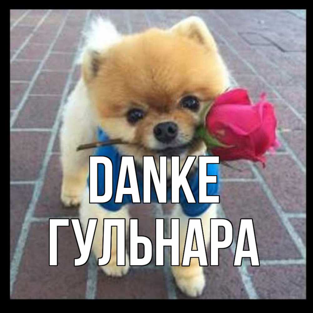Открытка на каждый день с именем, Гульнара Danke спасибо и дарю тебе цветок Прикольная открытка с пожеланием онлайн скачать бесплатно 