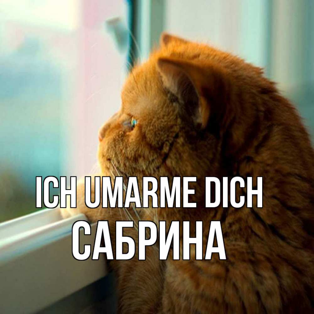 Открытка на каждый день с именем, Сабрина Ich umarme dich большой огромный рыжий котяра Прикольная открытка с пожеланием онлайн скачать бесплатно 