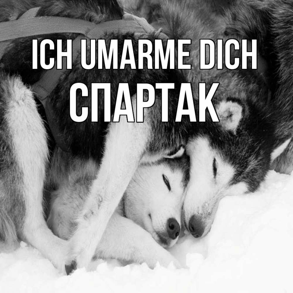 Открытка на каждый день с именем, Спартак Ich umarme dich собачки в упряжке Прикольная открытка с пожеланием онлайн скачать бесплатно 