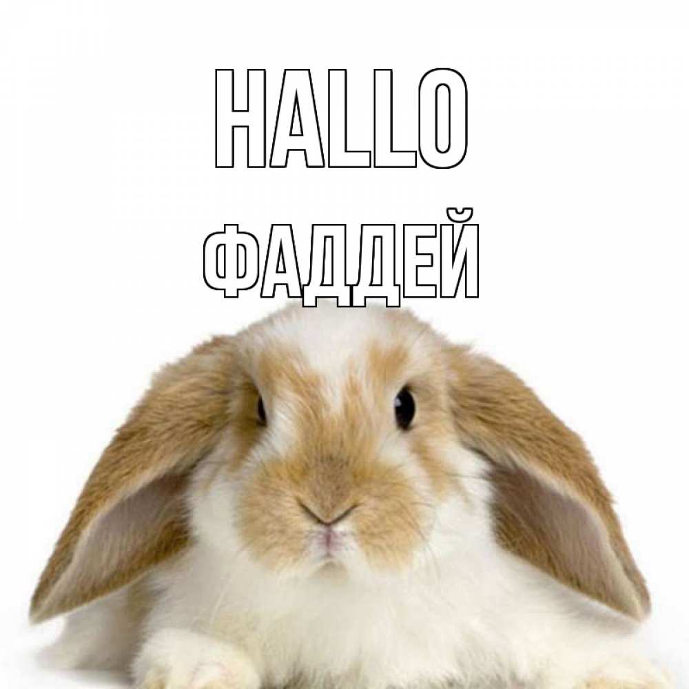 Открытка на каждый день с именем, Фаддей Hallo с животными Прикольная открытка с пожеланием онлайн скачать бесплатно 