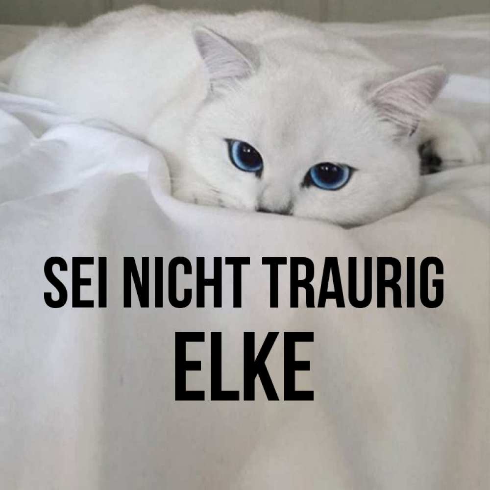 Открытка на каждый день с именем, Elke Sei nicht traurig Голубоглазая кошка Прикольная открытка с пожеланием онлайн скачать бесплатно 