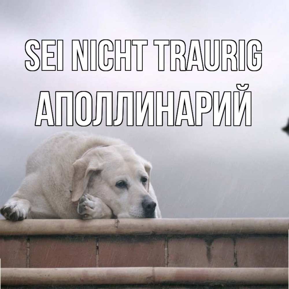 Открытка на каждый день с именем, Аполлинарий Sei nicht traurig белый пес 1 Прикольная открытка с пожеланием онлайн скачать бесплатно 