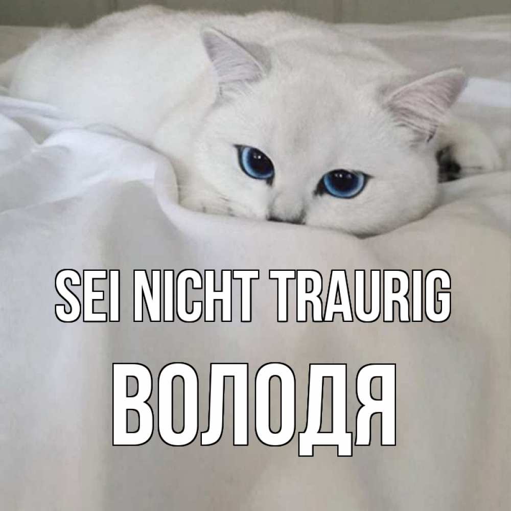 Открытка на каждый день с именем, Володя Sei nicht traurig белый кот с голубыми глазами на белоснежной кровати Прикольная открытка с пожеланием онлайн скачать бесплатно 