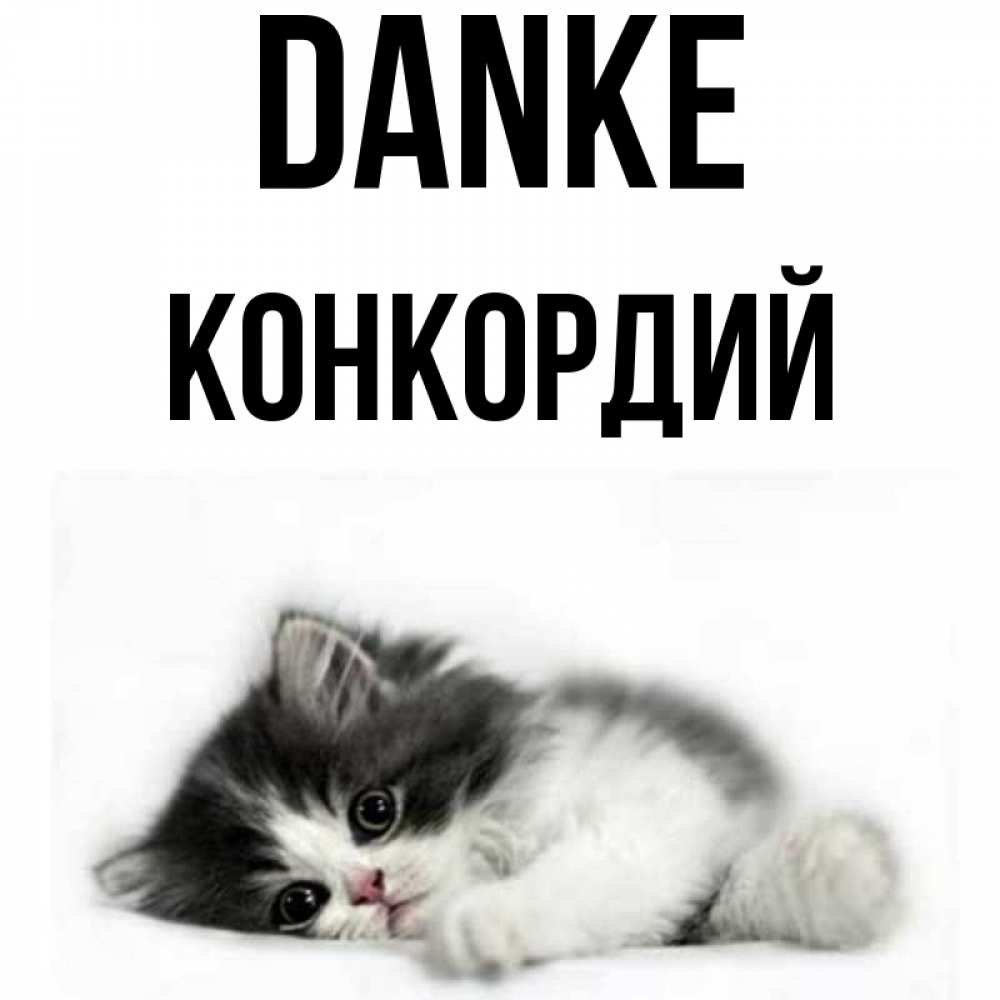 Открытка на каждый день с именем, Конкордий Danke черный и белый кот Прикольная открытка с пожеланием онлайн скачать бесплатно 