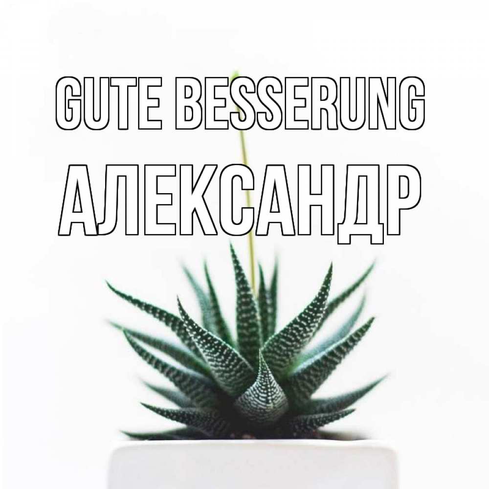Открытка на каждый день с именем, Александр Gute Besserung короче это непонятная колючка Прикольная открытка с пожеланием онлайн скачать бесплатно 