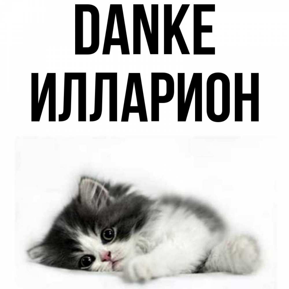 Открытка на каждый день с именем, Илларион Danke черный и белый кот Прикольная открытка с пожеланием онлайн скачать бесплатно 