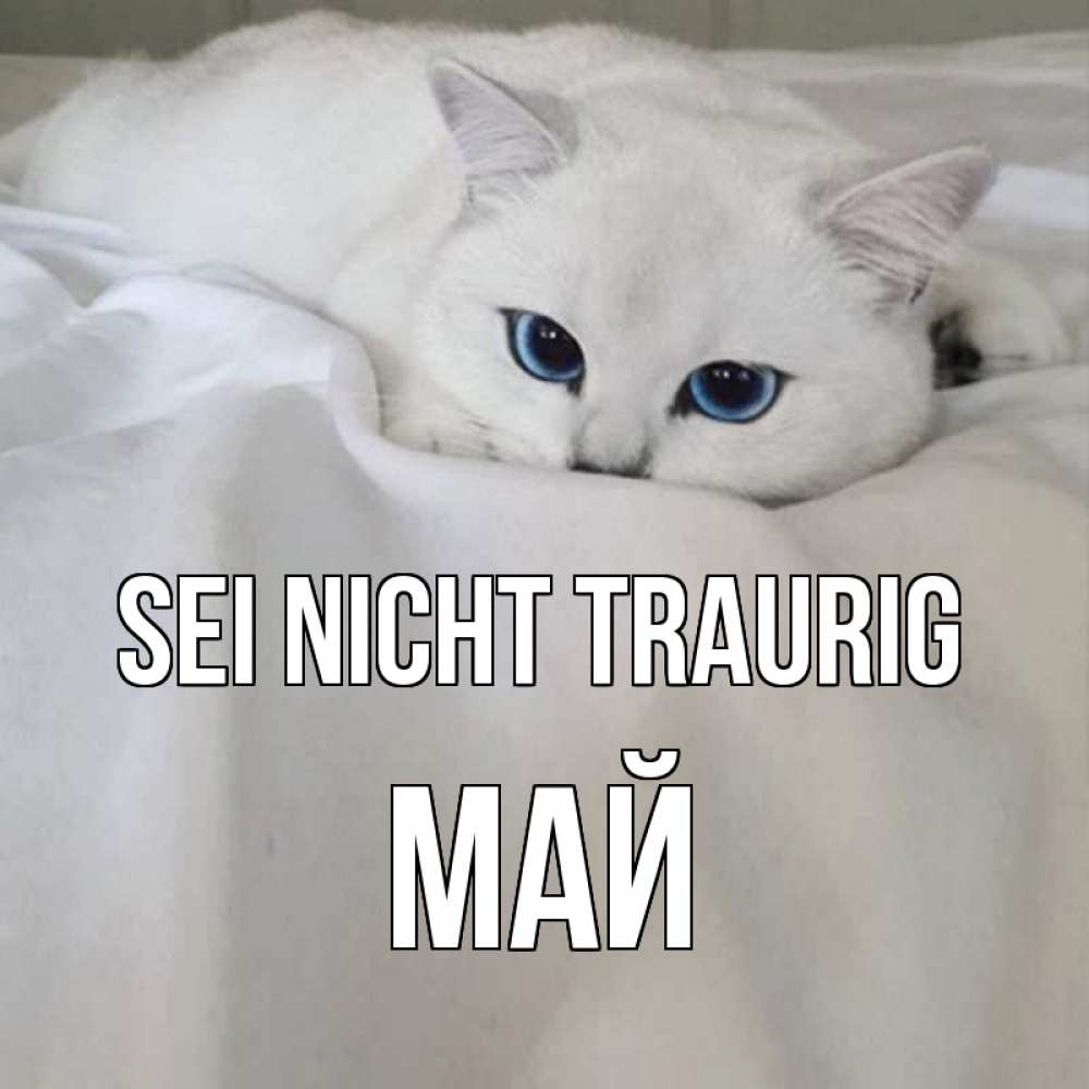 Открытка на каждый день с именем, Май Sei nicht traurig белый кот с голубыми глазами на белоснежной кровати Прикольная открытка с пожеланием онлайн скачать бесплатно 
